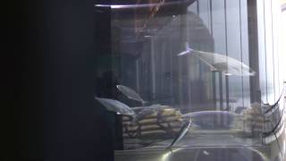 とても貴重らしいミナミイケカツオの泳ぐ姿 (アクアワールド茨城県大洗水族館) 2017年10月21日