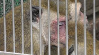 Toque macaque (Japan Monkey Centre, Aichi, Japan) January 20, 2019