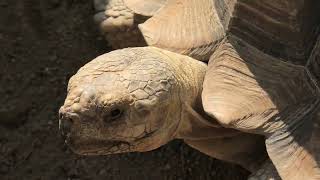 African spurred tortoise (Kyoto City Zoo, Kyoto, Japan) October 8, 2021