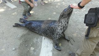Spotted Seal (North Safari Sapporo, Hokkaido, Japan) July 9, 2019
