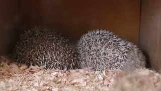Four-toed hedgehog (Urayasu Traffic Park, Chiba, Japan) August 4, 2023