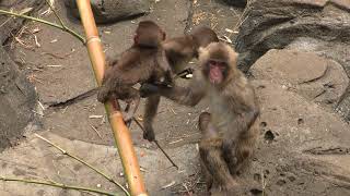Japanese macaque (CHIKOZAN PARK ZOO, Saitama, Japan) July 22, 2018