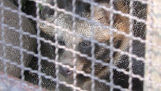 Raccoon Dog (Kahoku Children's Zoo, Yamagata, Japan) August 5, 2019