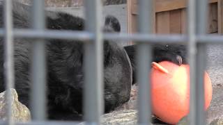 Japanese black bear (Wanpaku Kochi Animal Land, Kochi, Japan) December 21, 2019