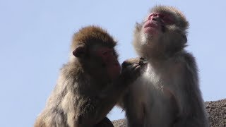 Japanese macaque (MORIOKA ZOOLOGICAL PARK, Iwate, Japan) April 12, 2019