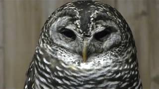 アカアシモリフクロウ　Rufous-legged owl