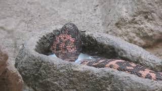 Gila monster (Higashiyama Zoo and Botanical Gardens, Aichi, Japan) July 22, 2021