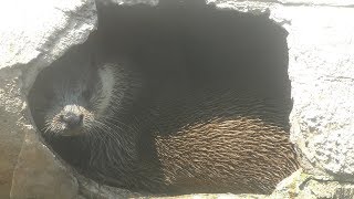 Eurasian otter (Nasu Animal Kingdom, Tochigi, Japan) August 2, 2019