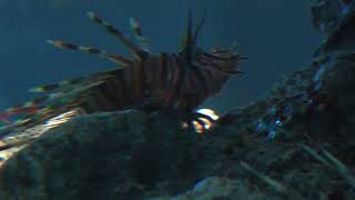 Red lionfish | The Fluctuation of Life (átoa, Hyogo, Japan) October 30, 2021