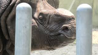 Greater one-horned rhino (Higashiyama Zoo and Botanical Gardens, Aichi, Japan) July 22, 2021
