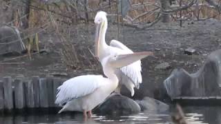 White Pelican (Ueno Zoological Gardens, Tokyo, Japan) December 9, 2017