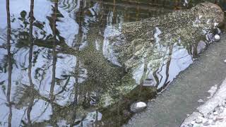 Salt-water crocodile (ATAGAWA TROPICAL & ALLIGATOR GARDEN, Shizuoka, Japan) March 18, 2018
