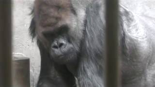 Western gorilla (YAGIYAMA ZOOLOGICAL PARK, Miyagi, Japan) January 20, 2018