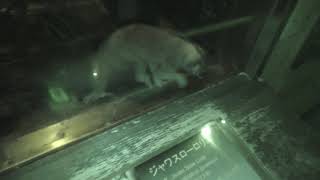 Javan slow loris (Ueno Zoological Gardens, Tokyo, Japan) August 23, 2018