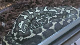Carpet python (Higashiyama Zoo and Botanical Gardens, Aichi, Japan) July 22, 2021