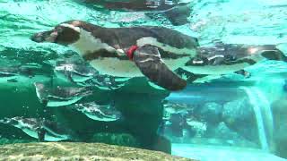 ペンギンパーク (天王寺動物園) 2023年6月3日