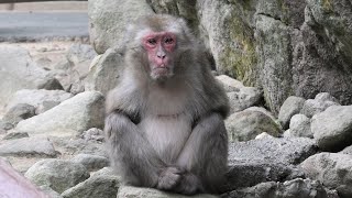 Japanese macaque (Takasakiyama Natural Zoo, Oita, Japan) December 5, 2019