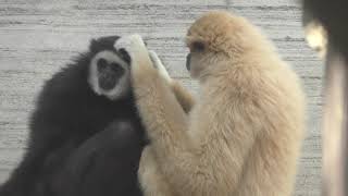 Lar Gibbon (Oji Zoo, Hyogo, Japan) September 16, 2018