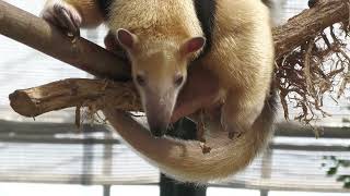 Southern tamandua (KOBE ANIMAL KINGDOM, Hyogo, Japan) October 24, 2021