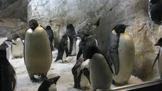 南極のペンギンたち (アドベンチャーワールド・ウィンターナイト) 2018年12月24日