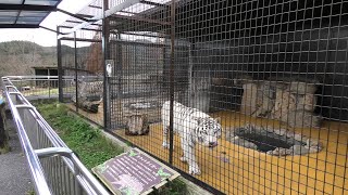 White tiger (Akiyoshidai Safari Land, Yamaguchi, Japan) December 3, 2019