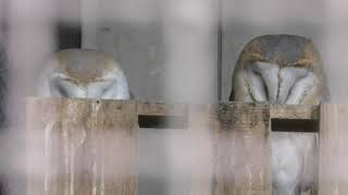 Barn Owl (Himeji city zoo, Hyogo, Japan) February 16, 2019