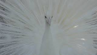 White peafowl (Kumamoto City Zoological and Botanical Gardens, Kumamoto, Japan) April 18, 2019