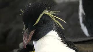 Southern rockhopper penguin (Osaka Aquarium KAIYUKAN, Osaka, Japan) October 1, 2021
