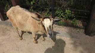Goat (Hiroshima City Asa Zoological Park, Hiroshima, Japan) May 20, 2018