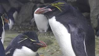 マカロニペンギンとイワトビペンギン (仙台うみの杜水族館) 2018年1月20日