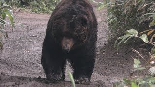 Ezo Brown Bear (Sahoro Resort Bear Mountain, Hokkaido, Japan) July 5, 2019
