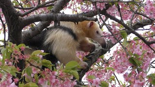 桜の木に登るミナミコアリクイ (伊豆アニマルキングダム) 2018年3月17日