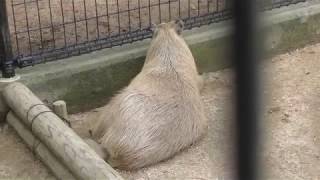 Capybara (Oji Zoo, Hyogo, Japan) September 16, 2018