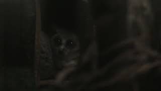 Senegal Bushbaby (Higashiyama Zoo and Botanical Gardens, Aichi, Japan) July 22, 2021