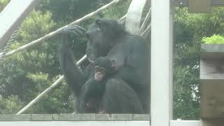 Western chimpanzee (ITOZU NO MORI Zoological Park, Fukuoka, Japan) April 25, 2019