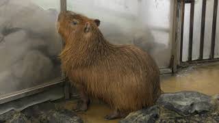 Capybara (Iwate SafariPark, Iwate, Japan) August 12, 2019
