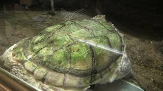 Snapping turtle (Higashiyama Zoo and Botanical Gardens, Aichi, Japan) July 22, 2021