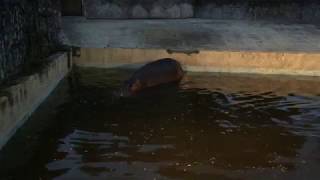 Hippopotamus (TOBU ZOO, Saitama, Japan) August 20, 2017