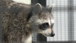 Common raccoon (TOBU ZOO, Saitama, Japan) September 18, 2020