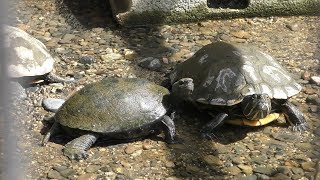 Turtle (Kumamoto City Zoological and Botanical Gardens, Kumamoto, Japan) April 18, 2019