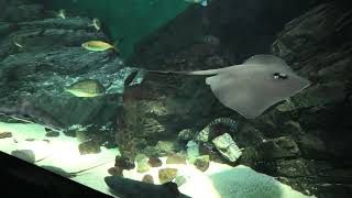 Setouchi Zone (Shikoku Aquarium, Kagawa, Japan) August 4, 2021