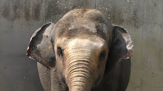 Asian elephant (Yuki Zoo, Yamanashi, Japan) September 23, 2018