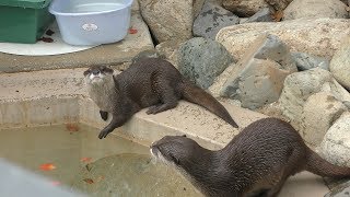 Asian short-clawed otter (Shunan City Tokuyama Zoo, Yamaguchi, Japan) April 26, 2019