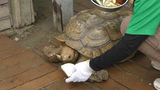 African spurred tortoise (Torius Friendly Zoo, Fukuoka, Japan) April 23, 2019