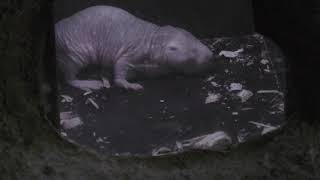 Naked mole rat (Ueno Zoological Gardens, Tokyo, Japan) October 29, 2017