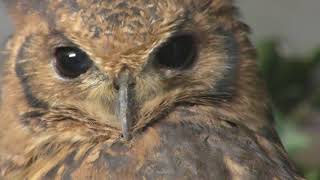 アビシニアンワシミミズク　Greyish eagle-owl