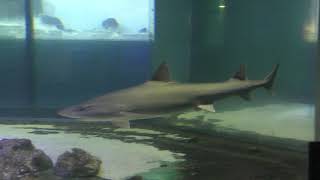 サメ水槽 (新屋島水族館) 2019年2月28日