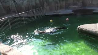 California sea lion (Hamamatsu Zoological Gardens, Shizuoka, Japan) July 25, 2021
