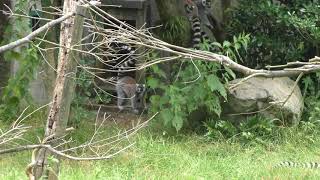 Ring-tailed lemur (Kagoshima City Hirakawa Zoological Park, Kagoshima, Japan) July 29, 2018