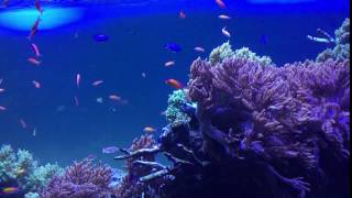 サンシャイン水族館 (Sunshine Aquarium) 2017年07月13日